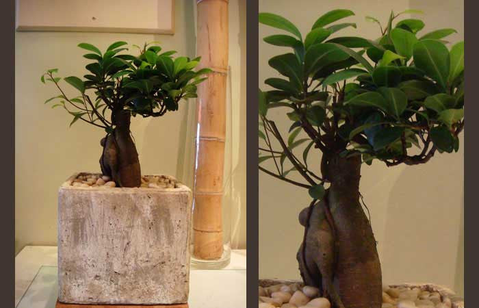 B9 – The Conservatory Florist