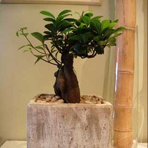 ginseng grafted ficus bonsai tree B9 – The Conservatory Florist